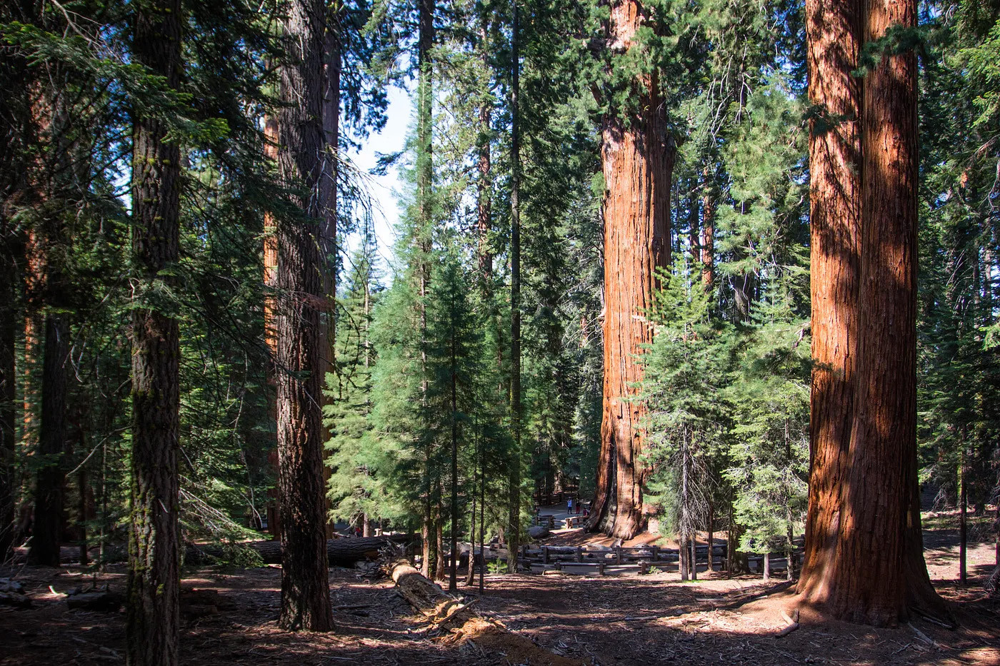 Landscape in a Sequoia grove. 