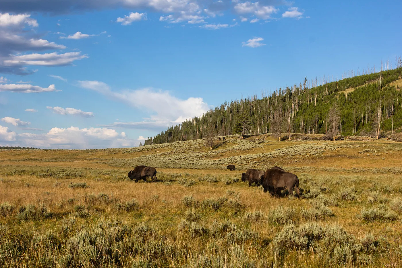 Bison roaming in a meadow in Yellowstone National Park