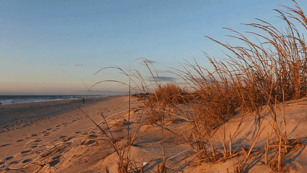 Seashore landscape with grass blowing in the breeze